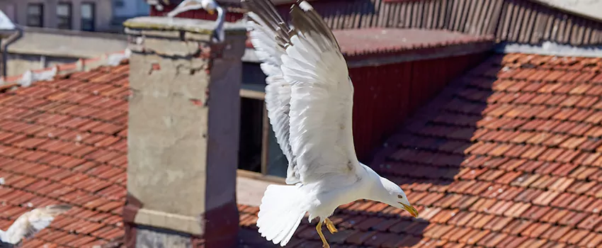 Residential Chimney Animal Removal Solution in Carson, CA